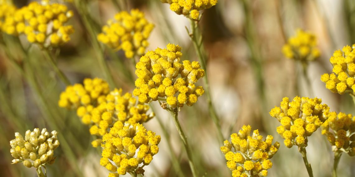 Helichrysum