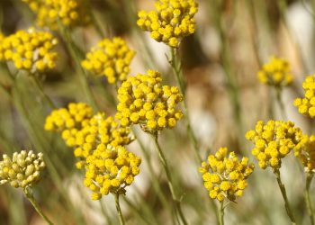 Helichrysum