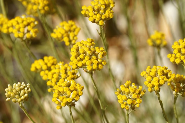 Helichrysum