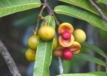 Manteca de Ucuuba: propiedades