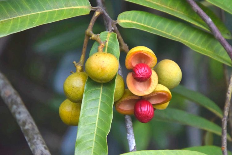 Manteca de Ucuuba: propiedades