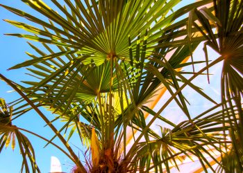 Beneficios del saw palmetto