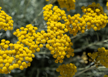 Propiedades del aceite esencial de Helichrysum