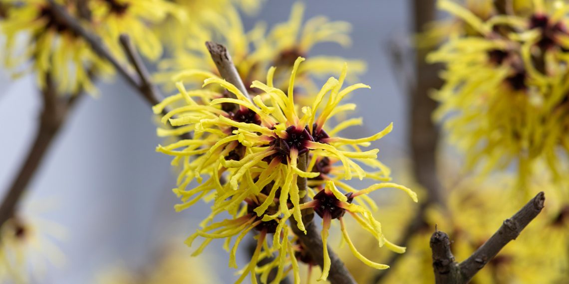 Te contamos qué es el hamamelis y qué beneficios tiene