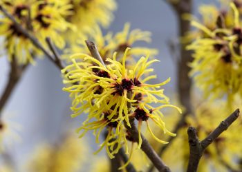 Te contamos qué es el hamamelis y qué beneficios tiene