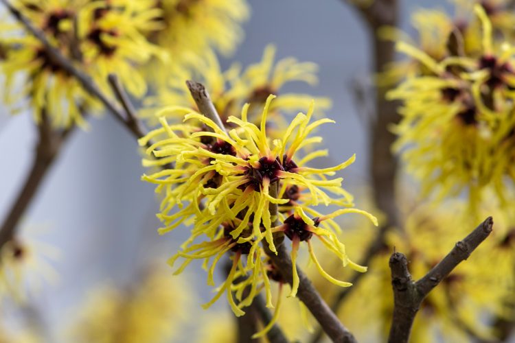 Te contamos qué es el hamamelis y qué beneficios tiene