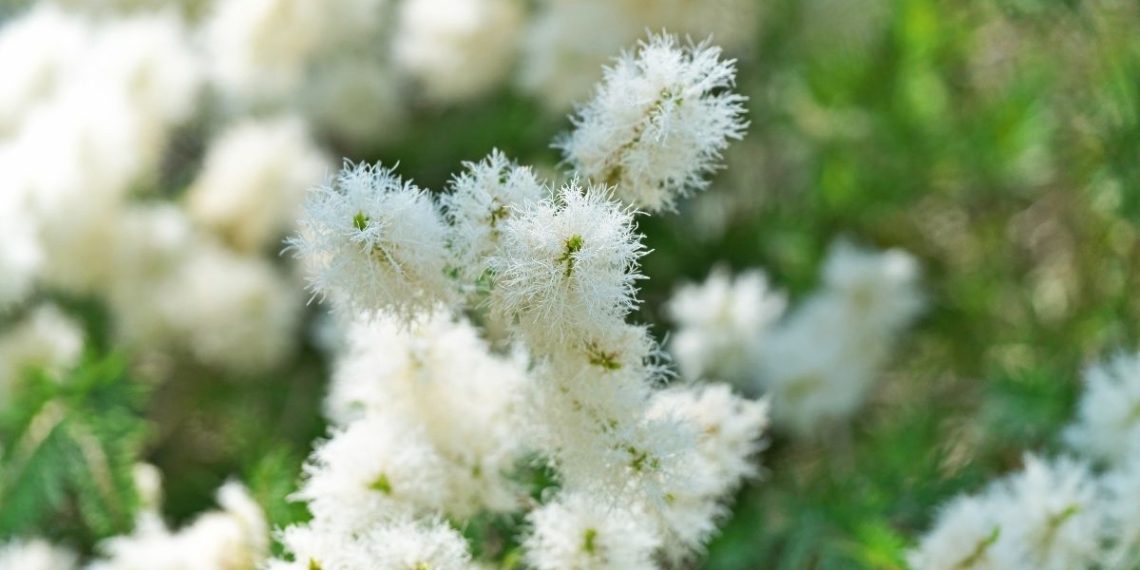 Te contamos los beneficios del aceite de árbol de té para el acné