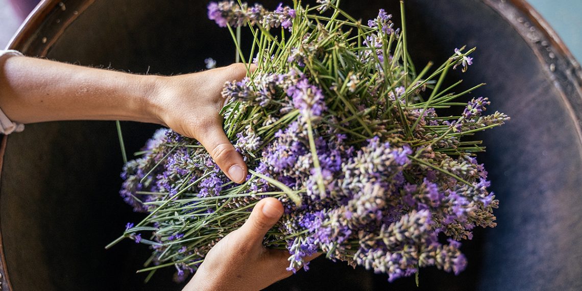 Te enseñamos cómo hacer aceite de lavanda