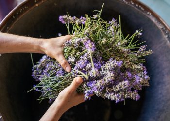 Te enseñamos cómo hacer aceite de lavanda