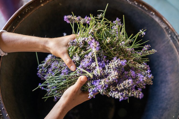 Te enseñamos cómo hacer aceite de lavanda