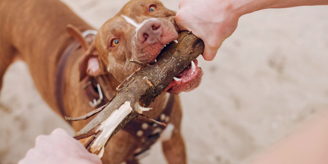 Cómo proteger a las mascotas del calor