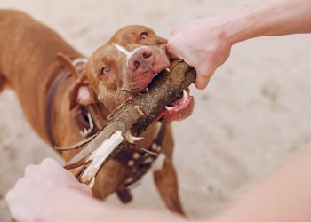 Cómo proteger a las mascotas del calor