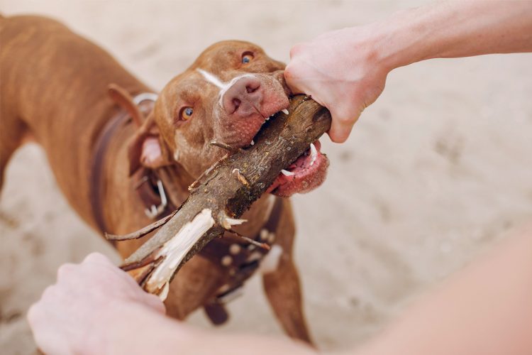 Cómo proteger a las mascotas del calor