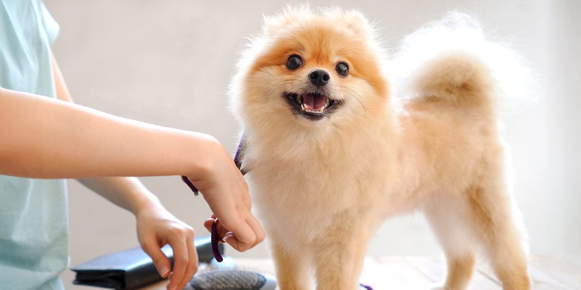 Cuándo cortar el pelo de las mascotas