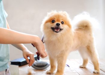 Cuándo cortar el pelo de las mascotas