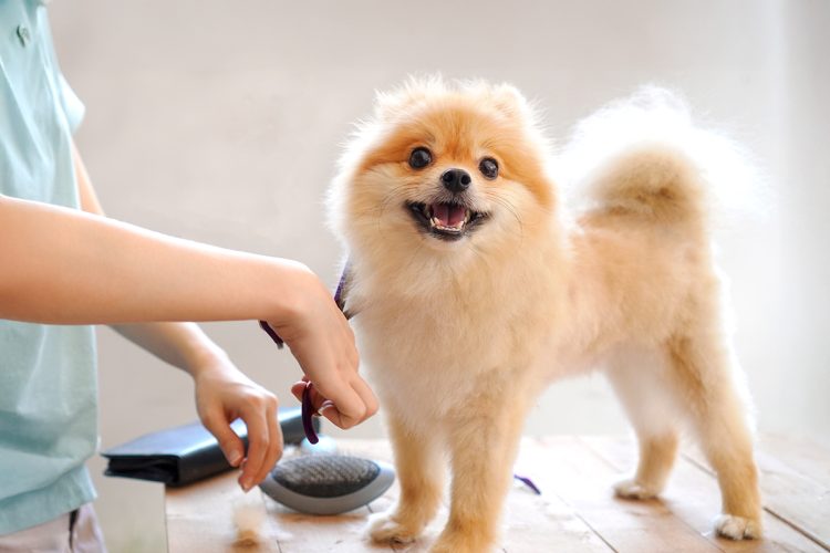 Cuándo cortar el pelo de las mascotas