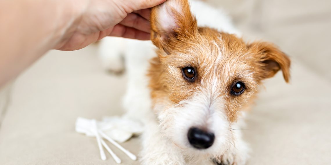 Cómo limpiar las orejas de tus mascotas