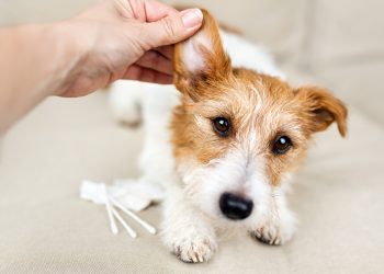 Cómo limpiar las orejas de tus mascotas