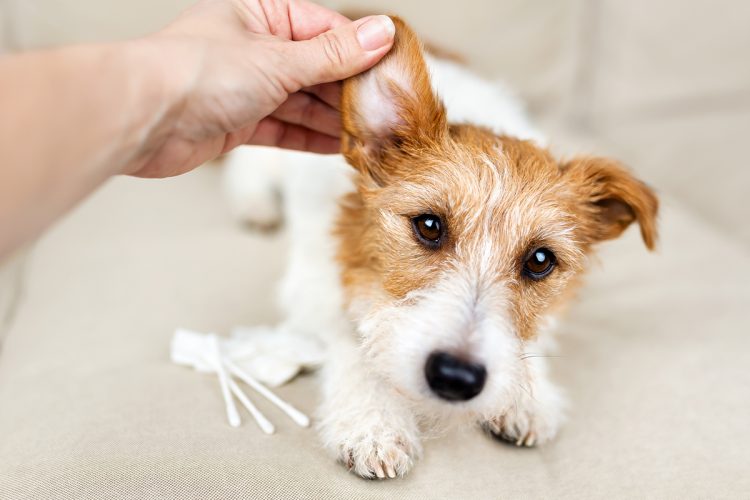 Cómo limpiar las orejas de tus mascotas