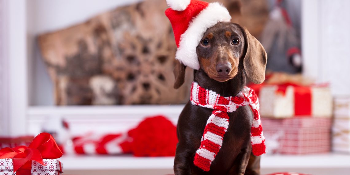 En Primor podrás encontrar una larga lista de regalos para mascota.