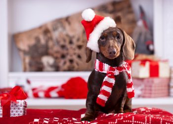 En Primor podrás encontrar una larga lista de regalos para mascota.