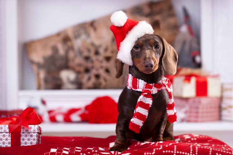 En Primor podrás encontrar una larga lista de regalos para mascota.